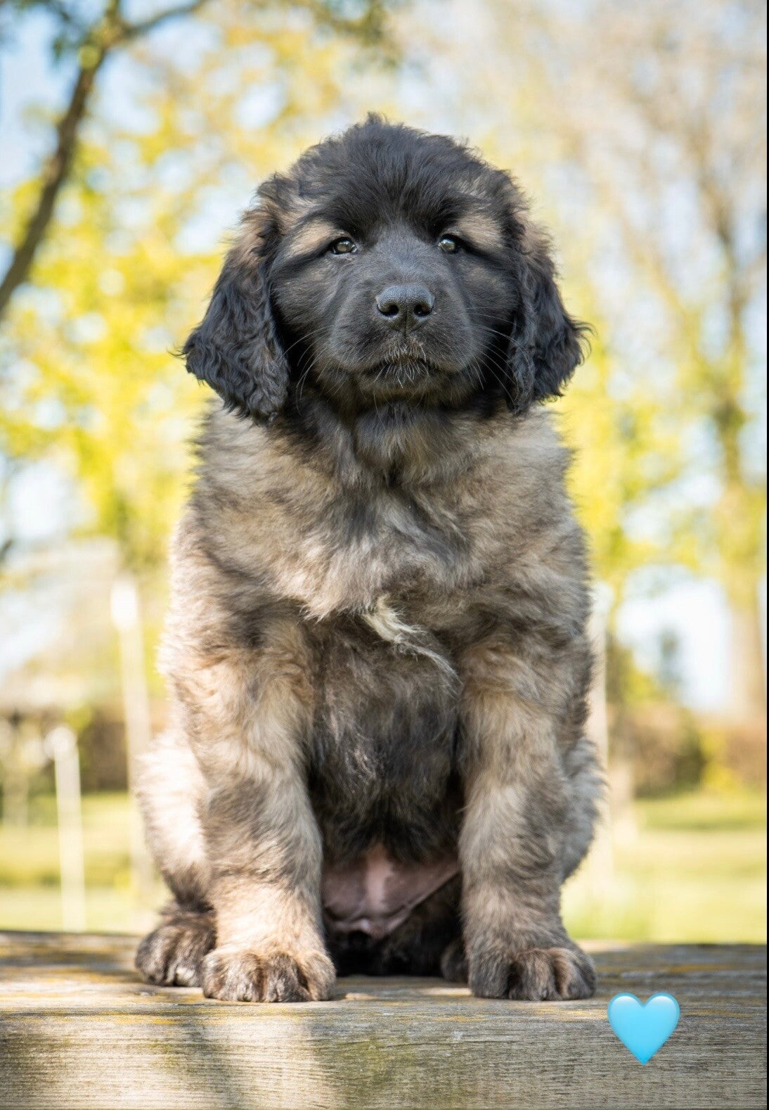 Leonberger pup Hazel From Livindon Ennovy 