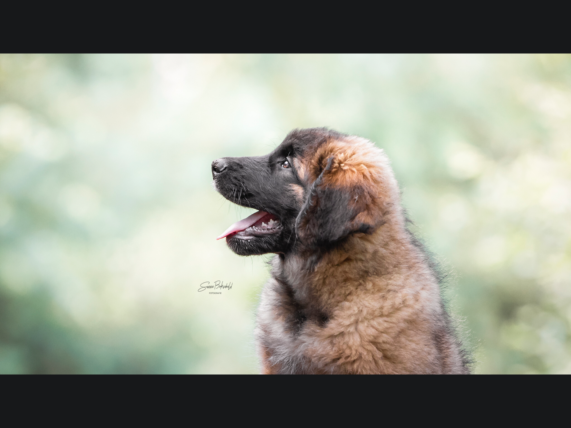 Leonberger pup Liv van circa 12 weken