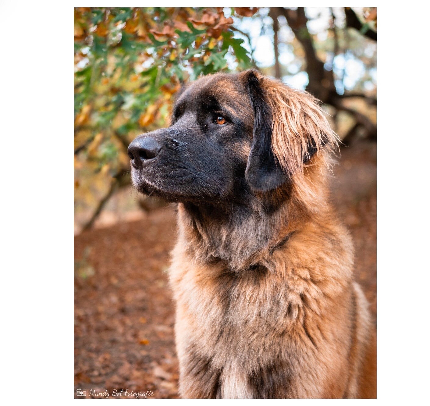 Portretfoto in herfstkleuren Leonberger Donna