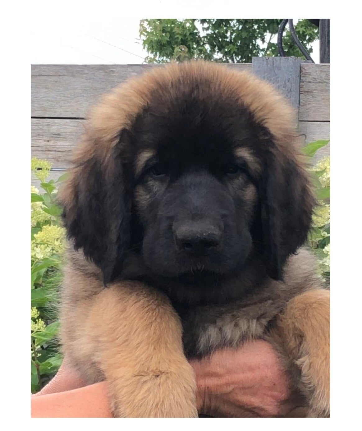 Leonberger pup Ennovy van 8 weke 
