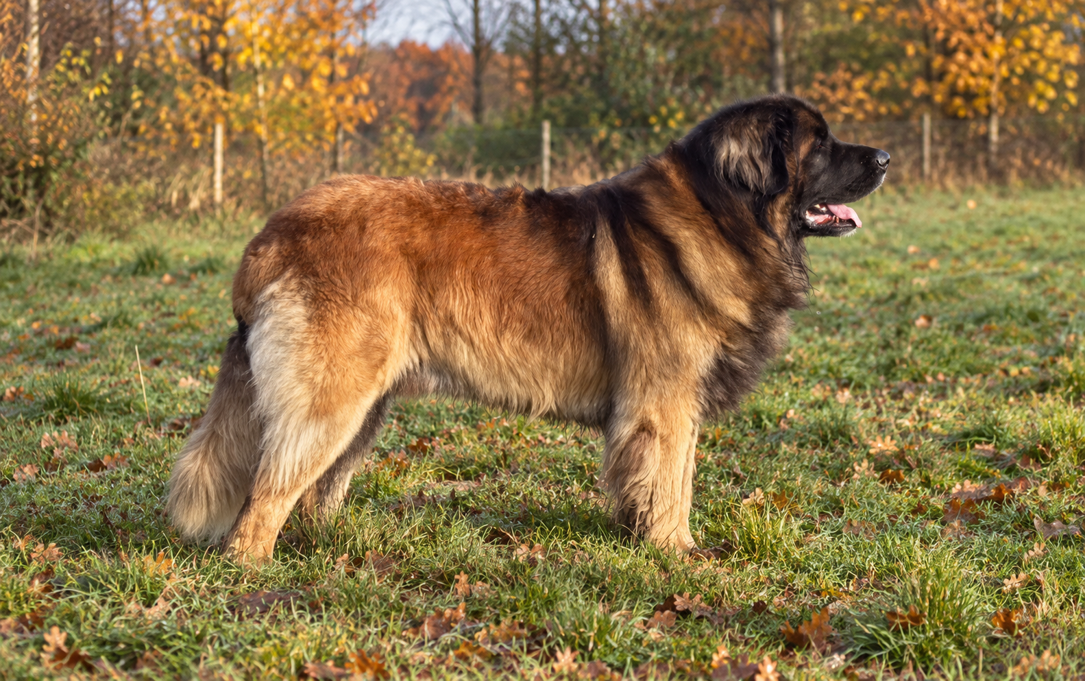 Leonberger fokker From Livindon Ennovy, dekreu Kees van de Schipperij