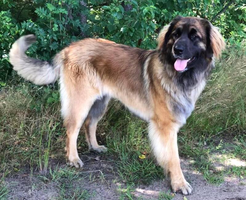 Leonberger Liv van circa 1 jaar 