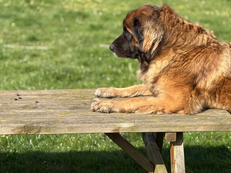 Leonberger Liv op de picknicktafel 