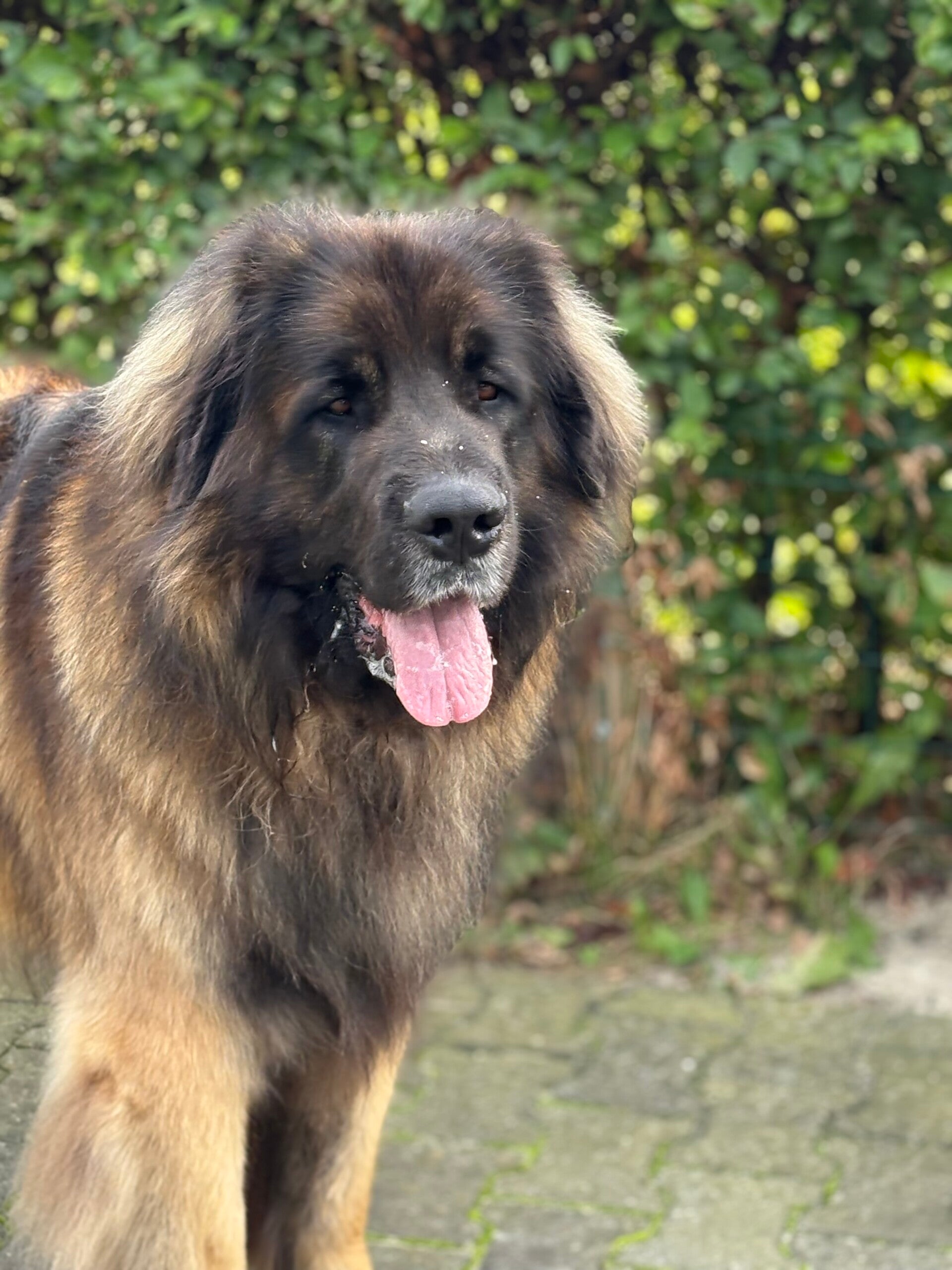 Portretfoto Leonberger reu Kees