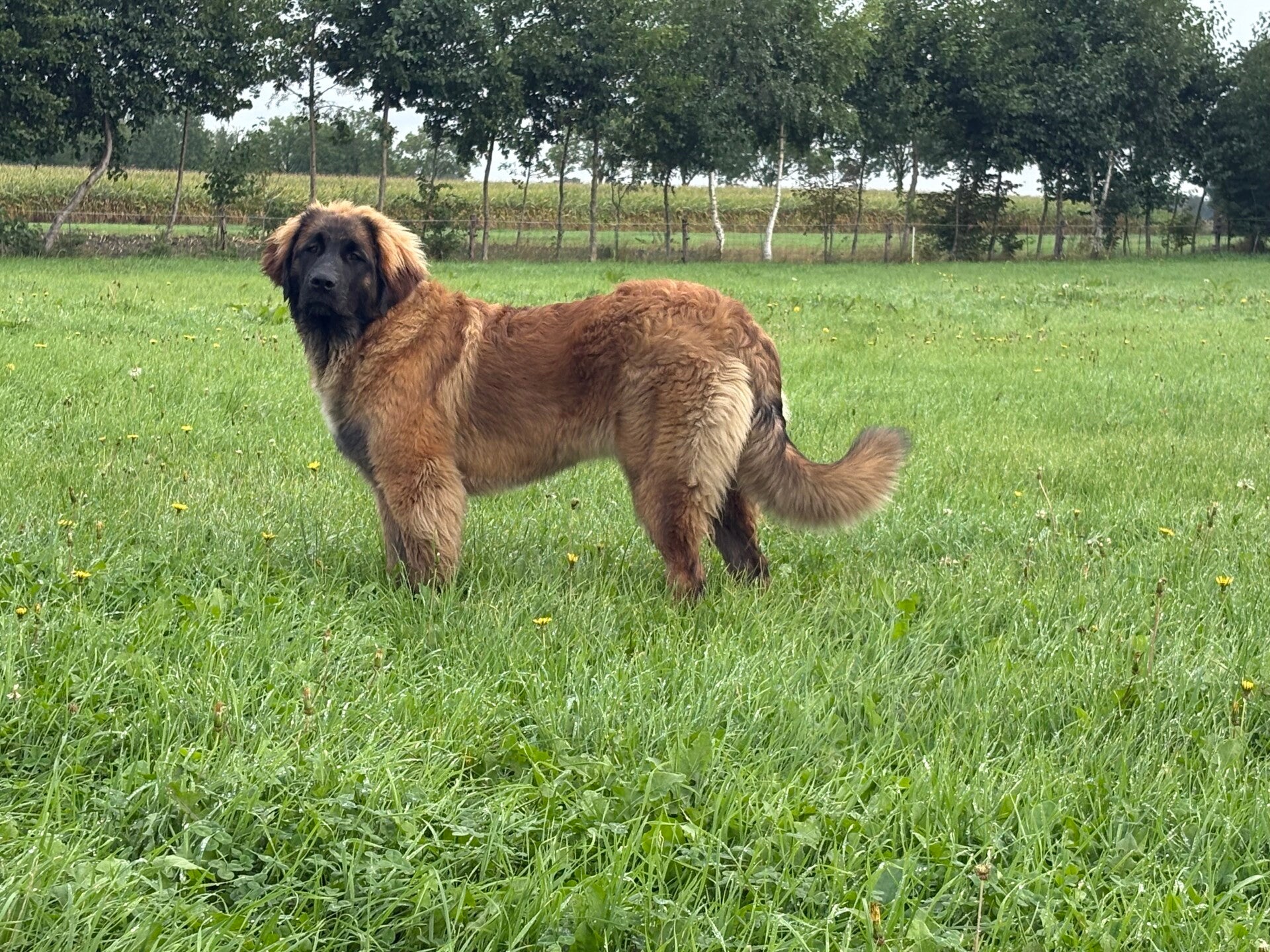 Leonberger teef; Hazel 6 maanden