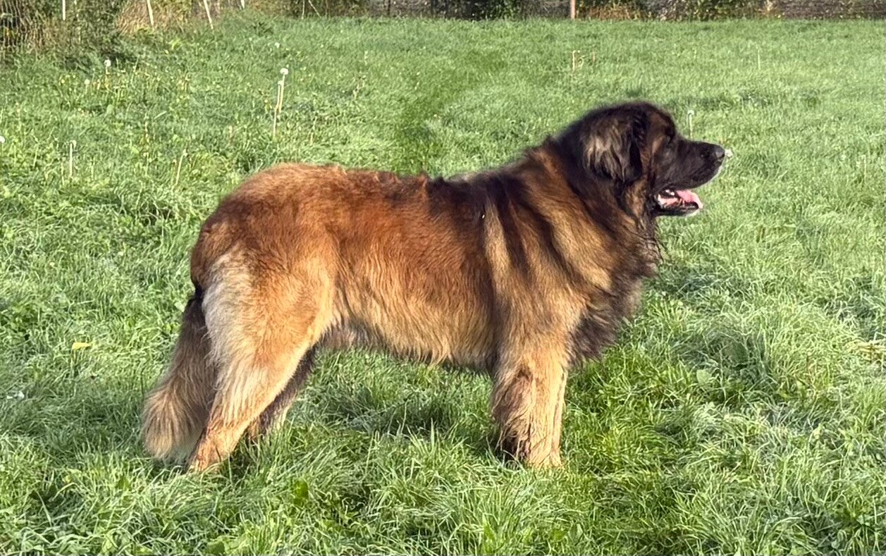Standfoto Leonberger reu Kees in de wei