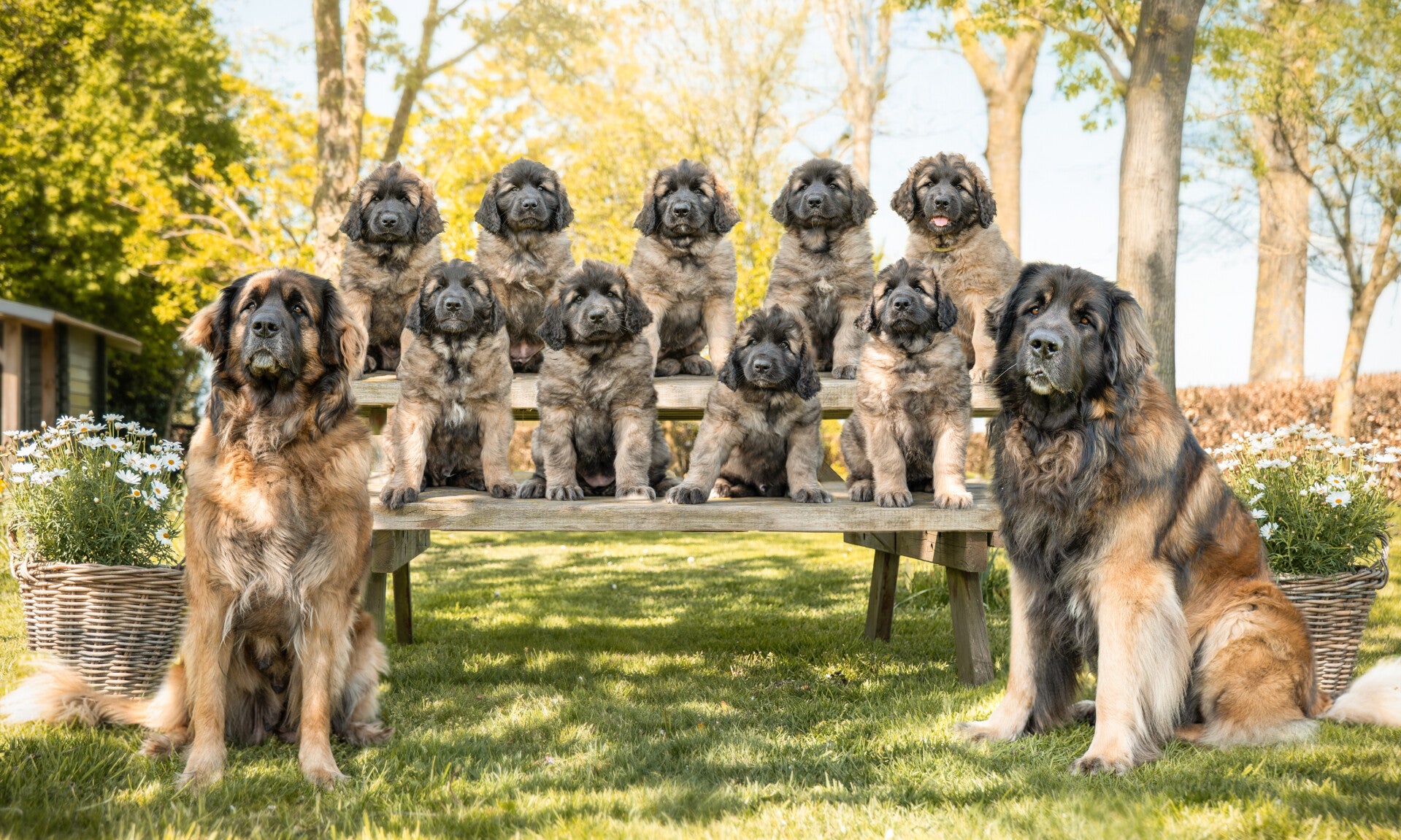Leonberger fokker; Diamond From Livindon Ennovy,  9 pups van Liv en Kees