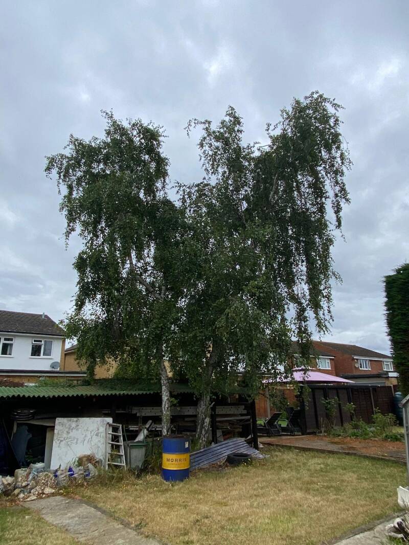 Silver Birch reduction