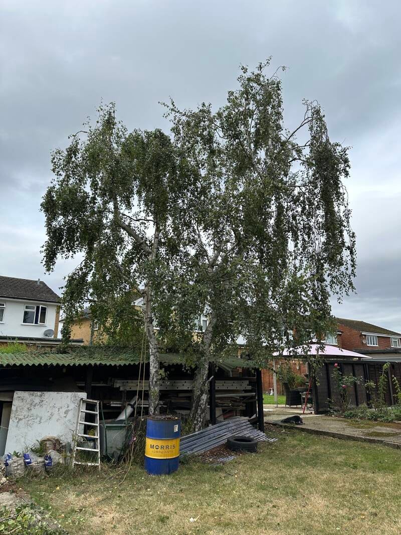 Silver Birch reduction completed