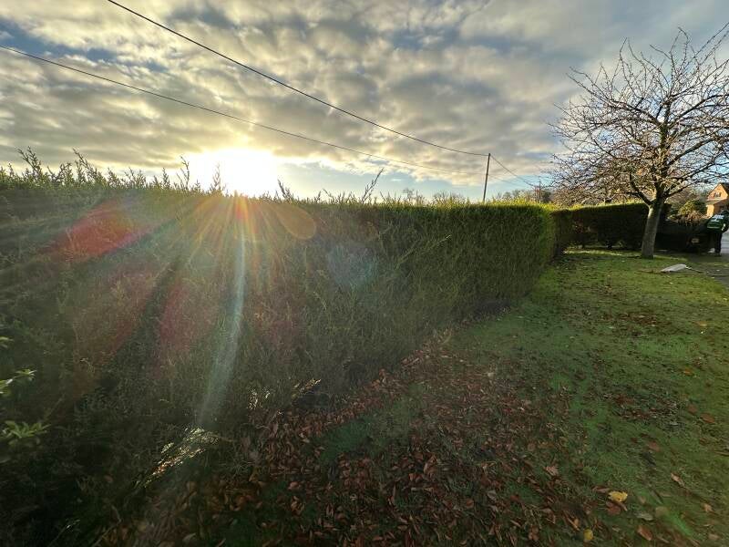 Cypress hedge removal