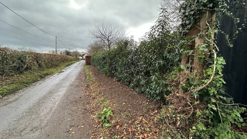 Prunus Lusitanica Angustifolia (Portugese Laurel)