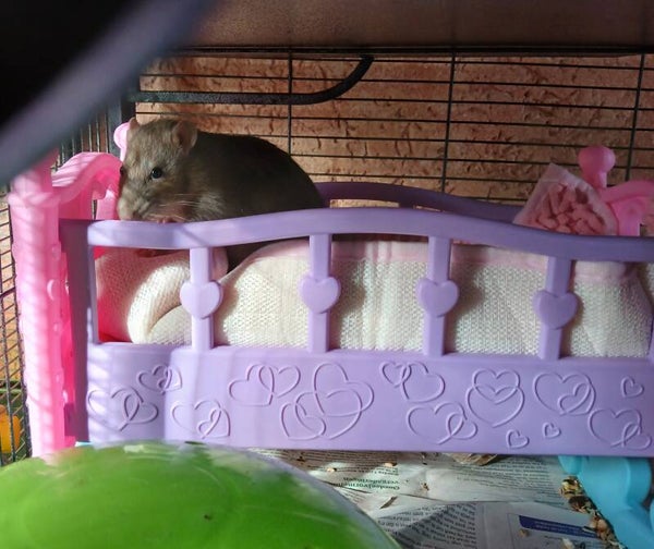 Plastic bedje, inclusief fleece dekentje.