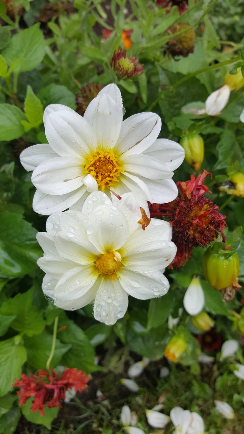 Dahlia nain blanc fleur simple