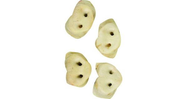 Flamingo Varkensneus