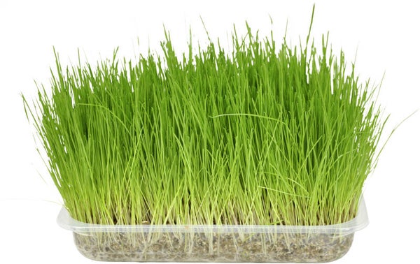 Flamingo Kattengraszaad