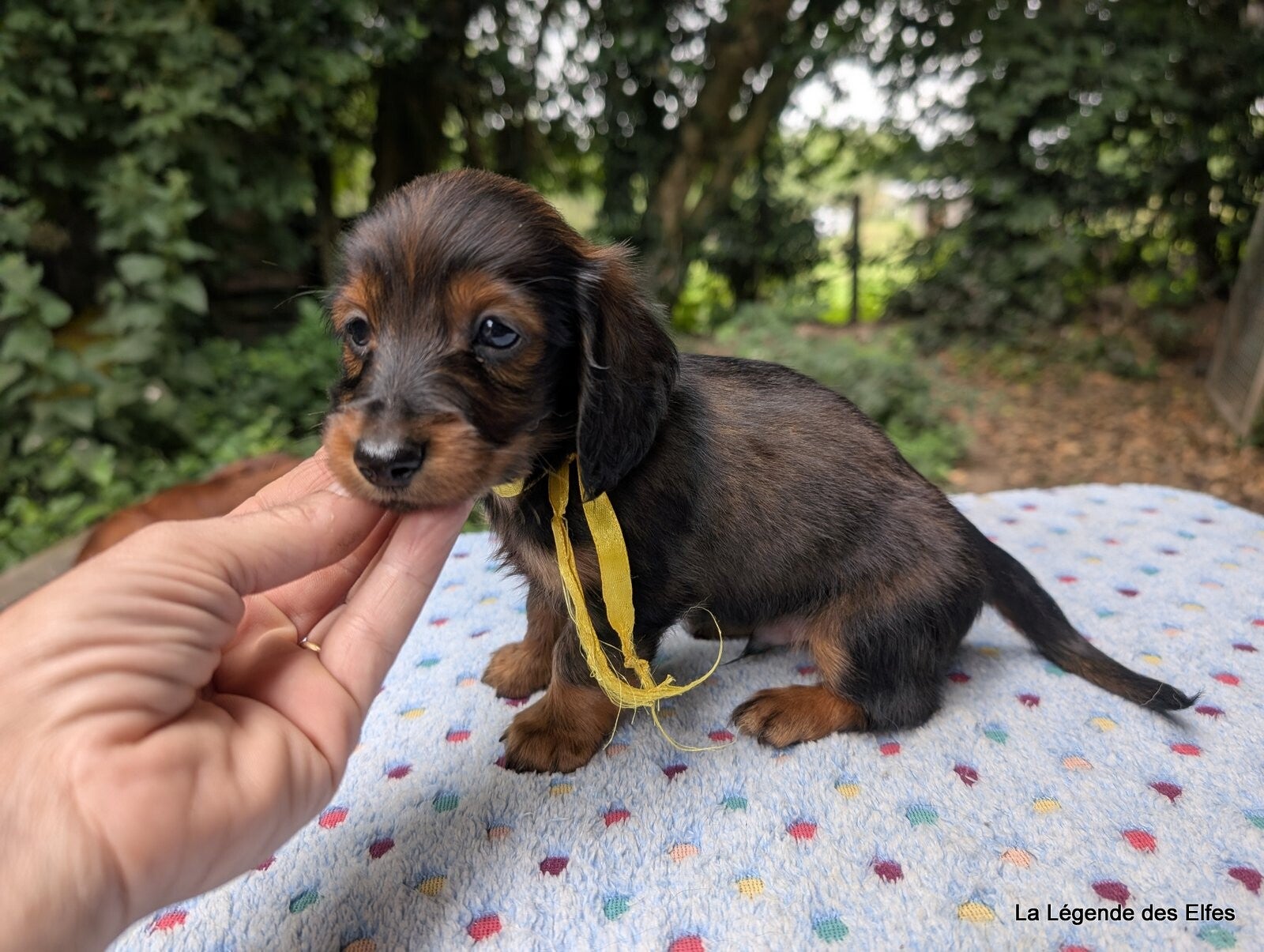 Nos Chiots | Les Teckels poils longs de la Légende des Elfes