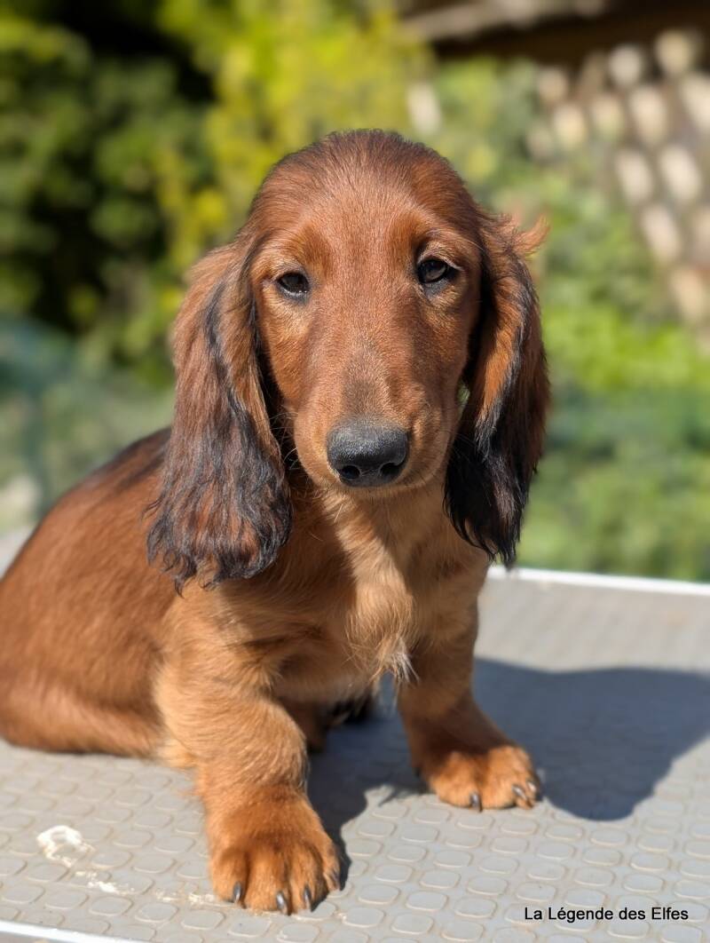Chiot Teckel poil long standard, élevage en Normandie