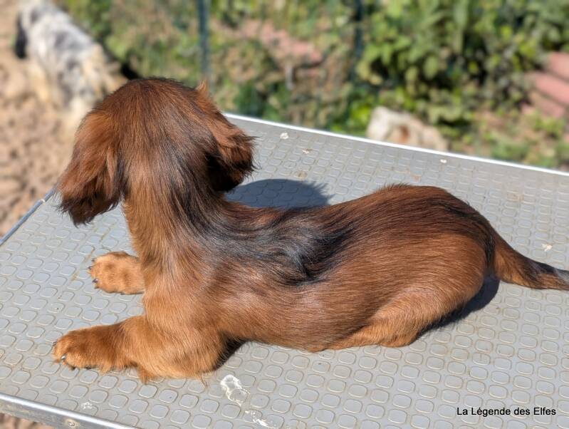 Chiot Teckel poil long standard, élevage en Normandie