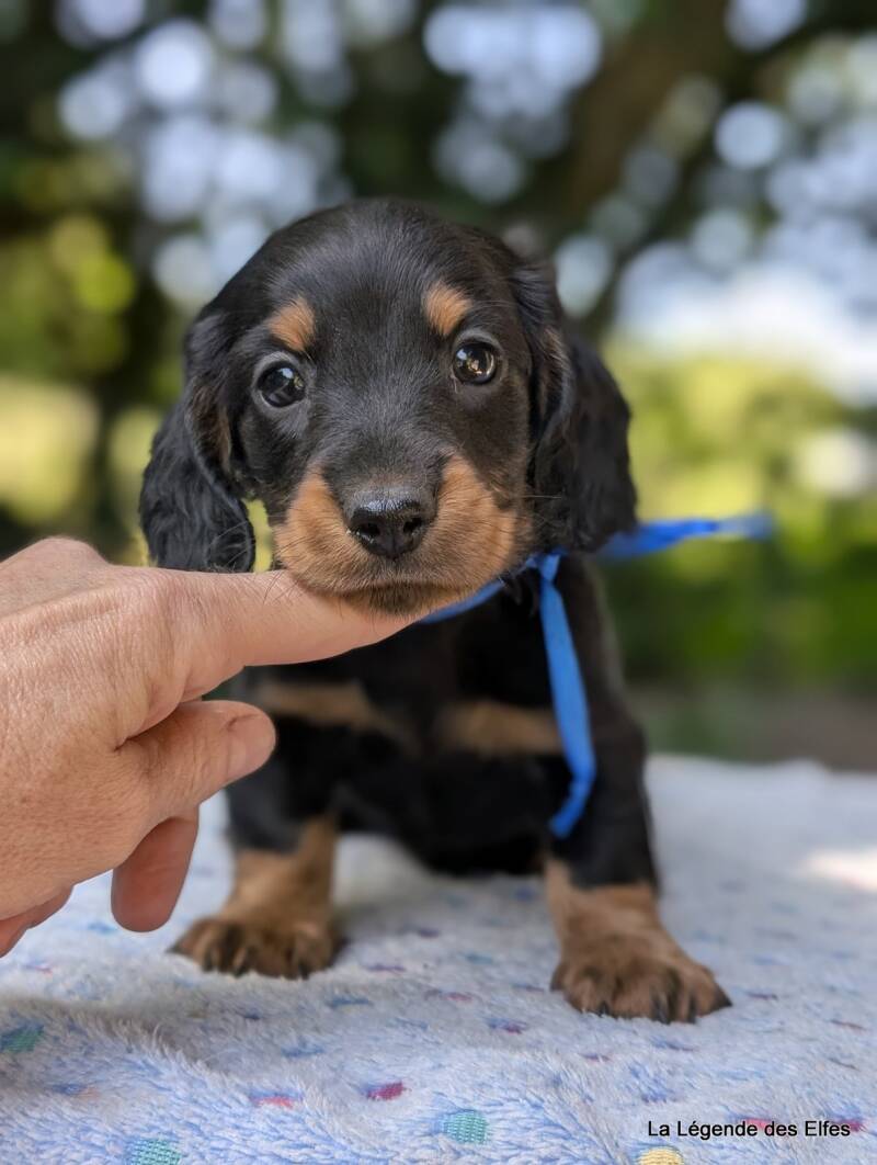 Chiot Teckel nain de la Légende des Elfes-Normandie