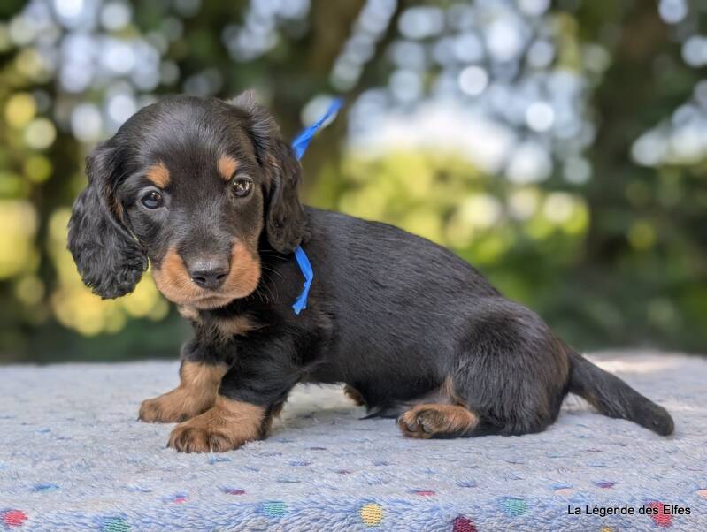 Chiot Teckel nain de la Légende des Elfes-Normandie