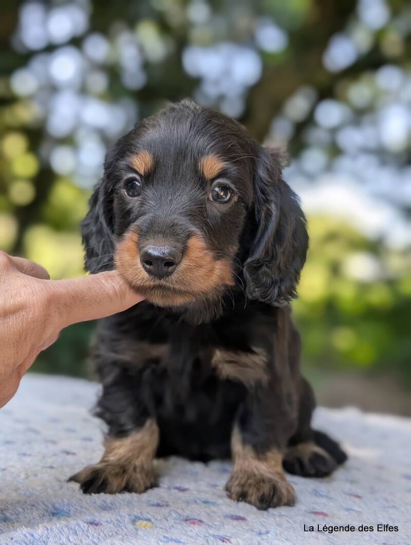Chiot Teckel nain de la Légende des Elfes-Normandie