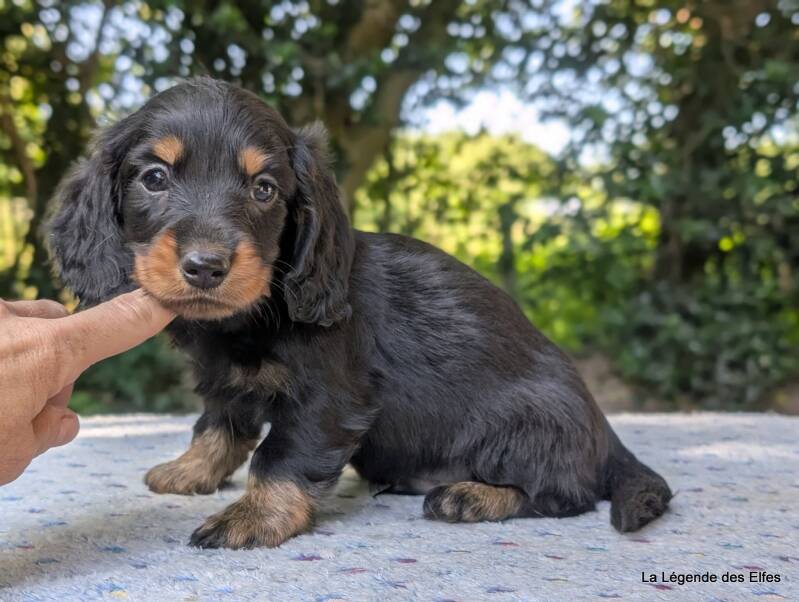 Chiot Teckel nain de la Légende des Elfes-Normandie