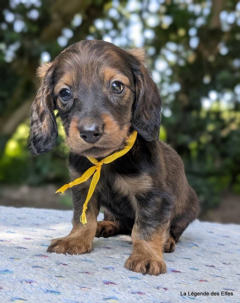 Chiot Teckel nain de la Légende des Elfes-Normandie