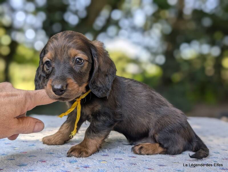 Chiot Teckel nain de la Légende des Elfes-Normandie