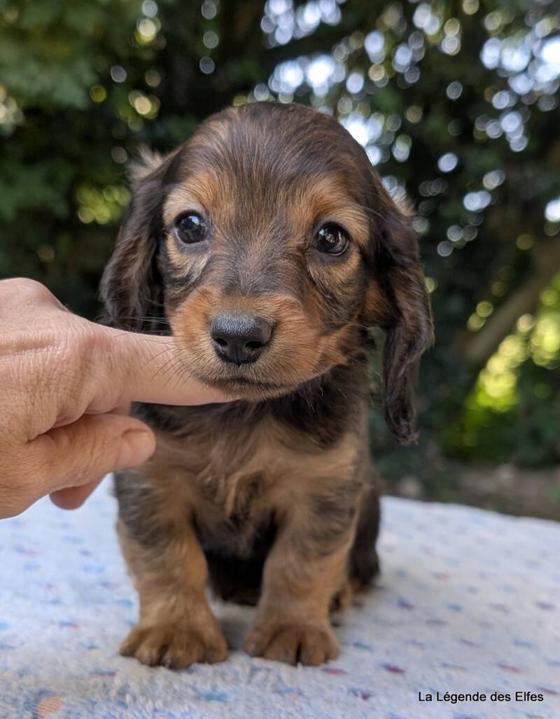 Chiot Teckel nain de la Légende des Elfes-Normandie