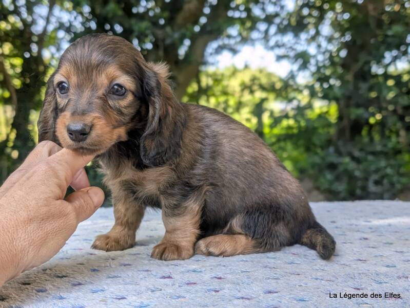Chiot Teckel nain de la Légende des Elfes-Normandie