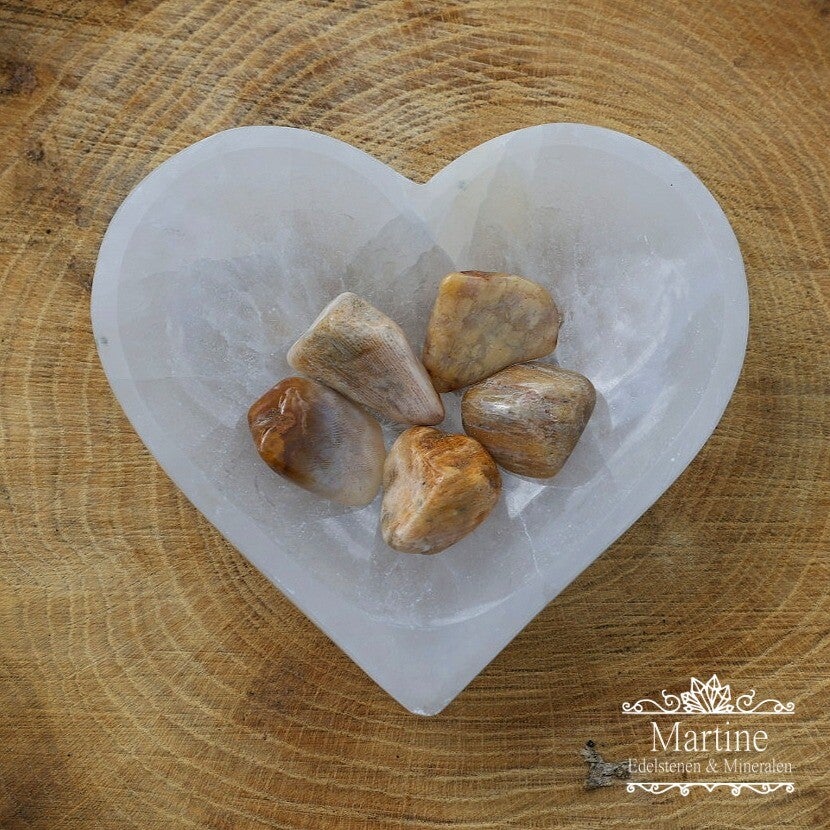 Fossiel Koraal trommelsteen