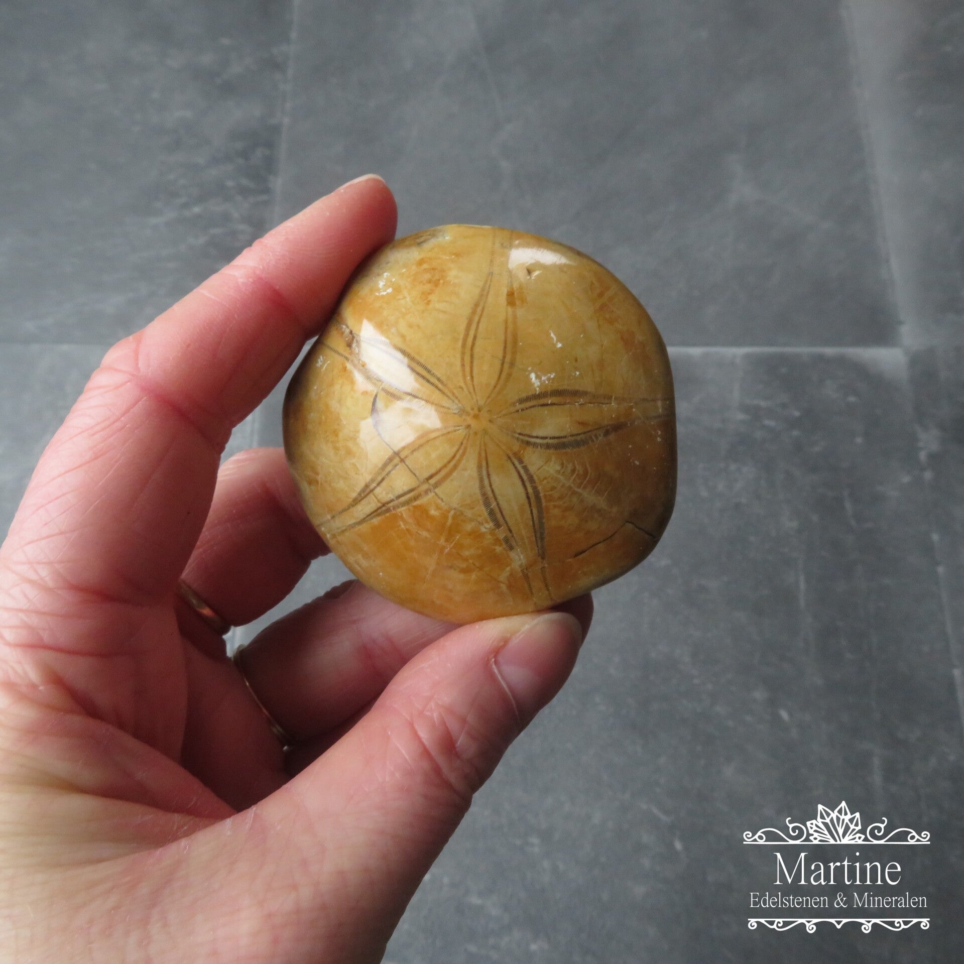 Fossiele Zee-egel (zanddollar)