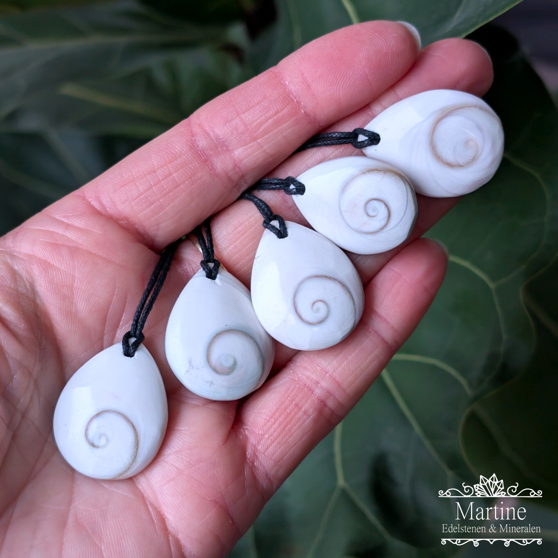 Eye of Saint Lucia schelp hanger.