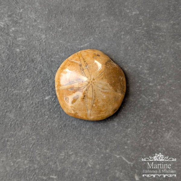 Fossiele Zee-egel (zanddollar)