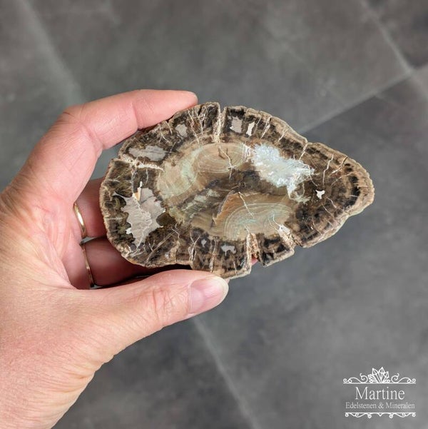 Versteend hout schijf