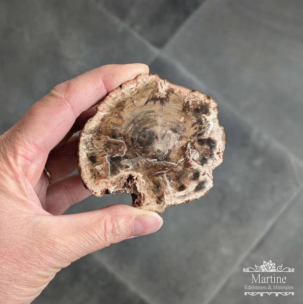 Versteend hout schijf