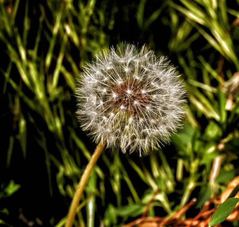Dandelion