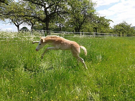 Fohlen springt freudig über die Wiese