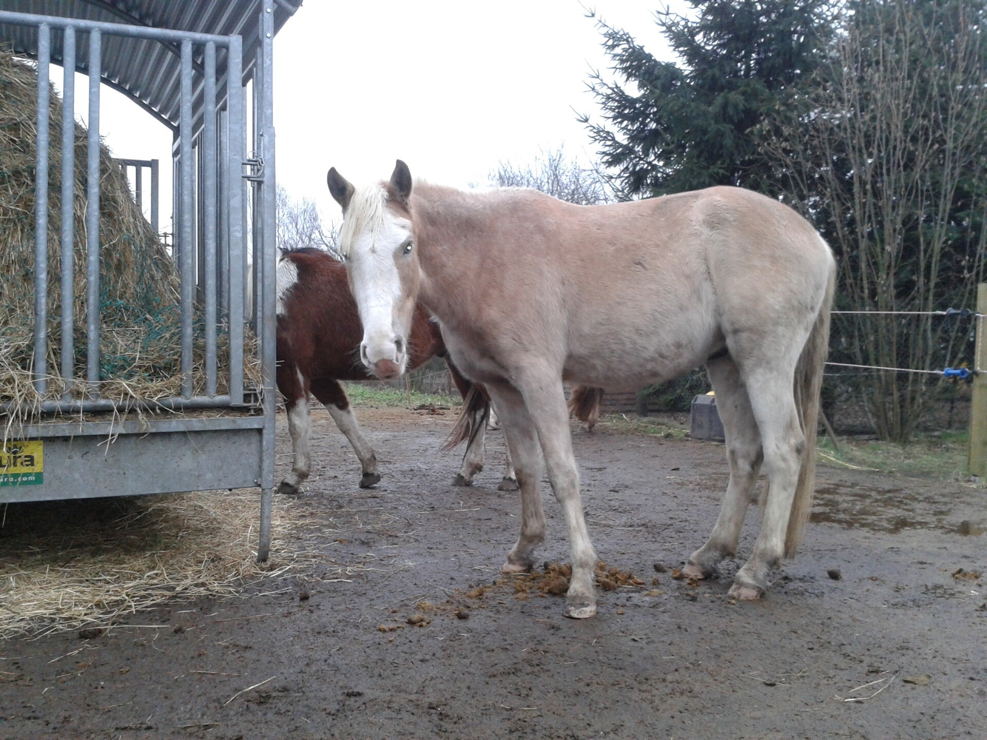 Reha-Pferd mit starker Trageerschöpfung