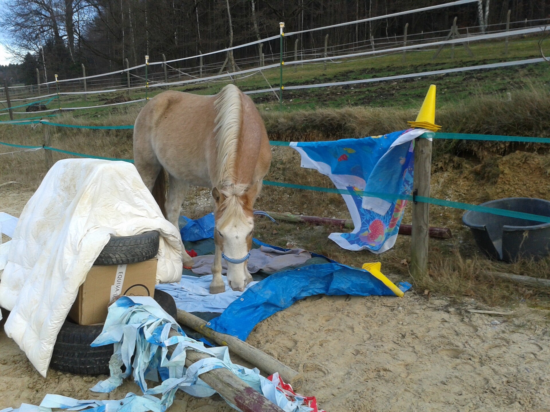 Pferd frei und vertrauensvoll beim Gelassenheitstraining