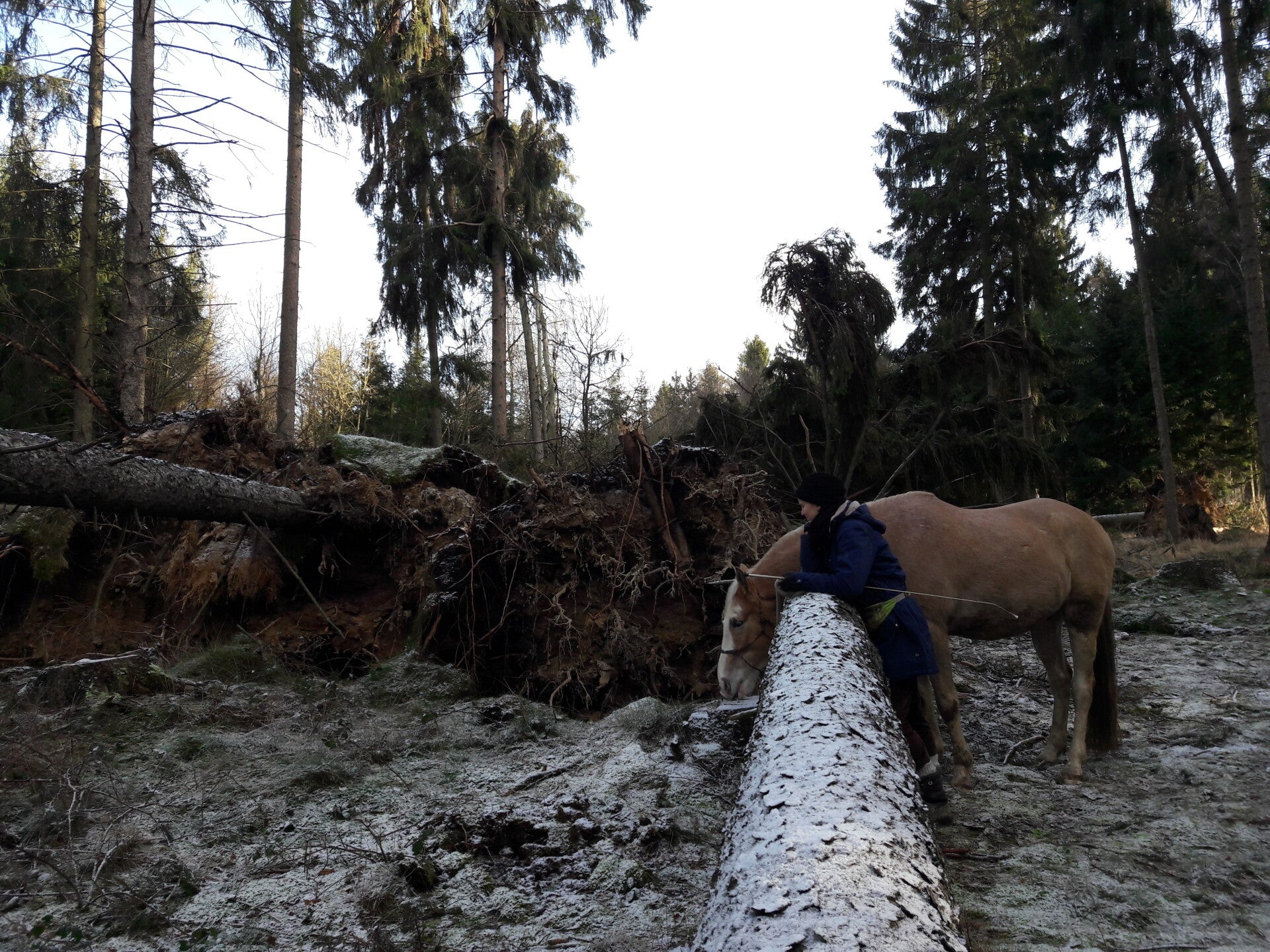 Pferd in schwierigem Gelände beim Spaziergang