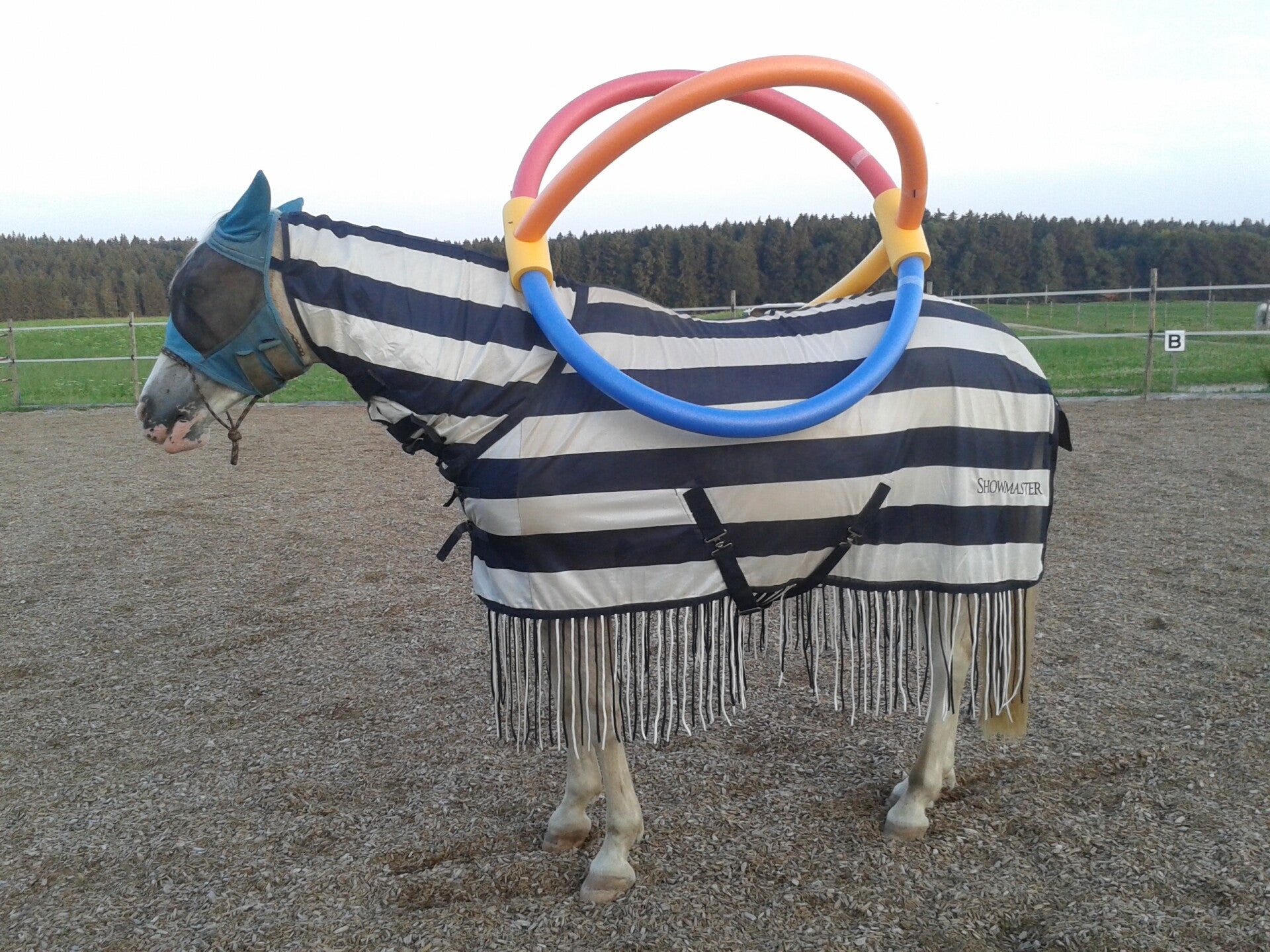 Jungpferd beim Gelassenheitstraining mit großen Schwimmnudeln auf dem Rücken