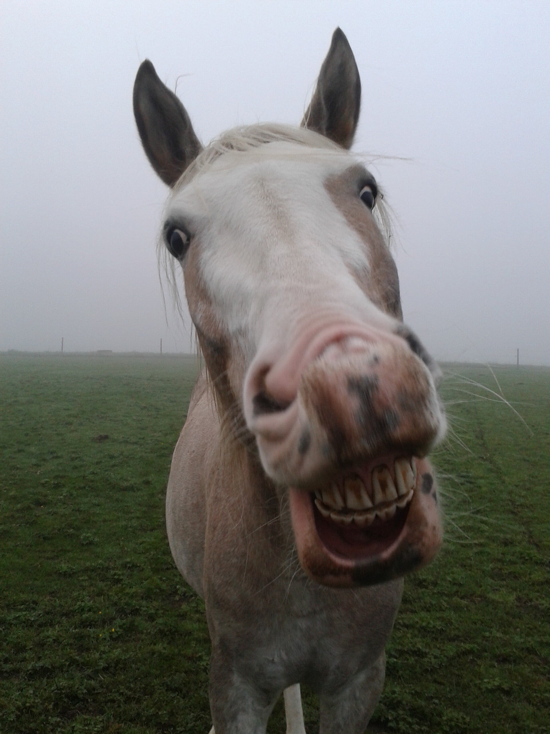 Pferd steht auf Koppel und lacht