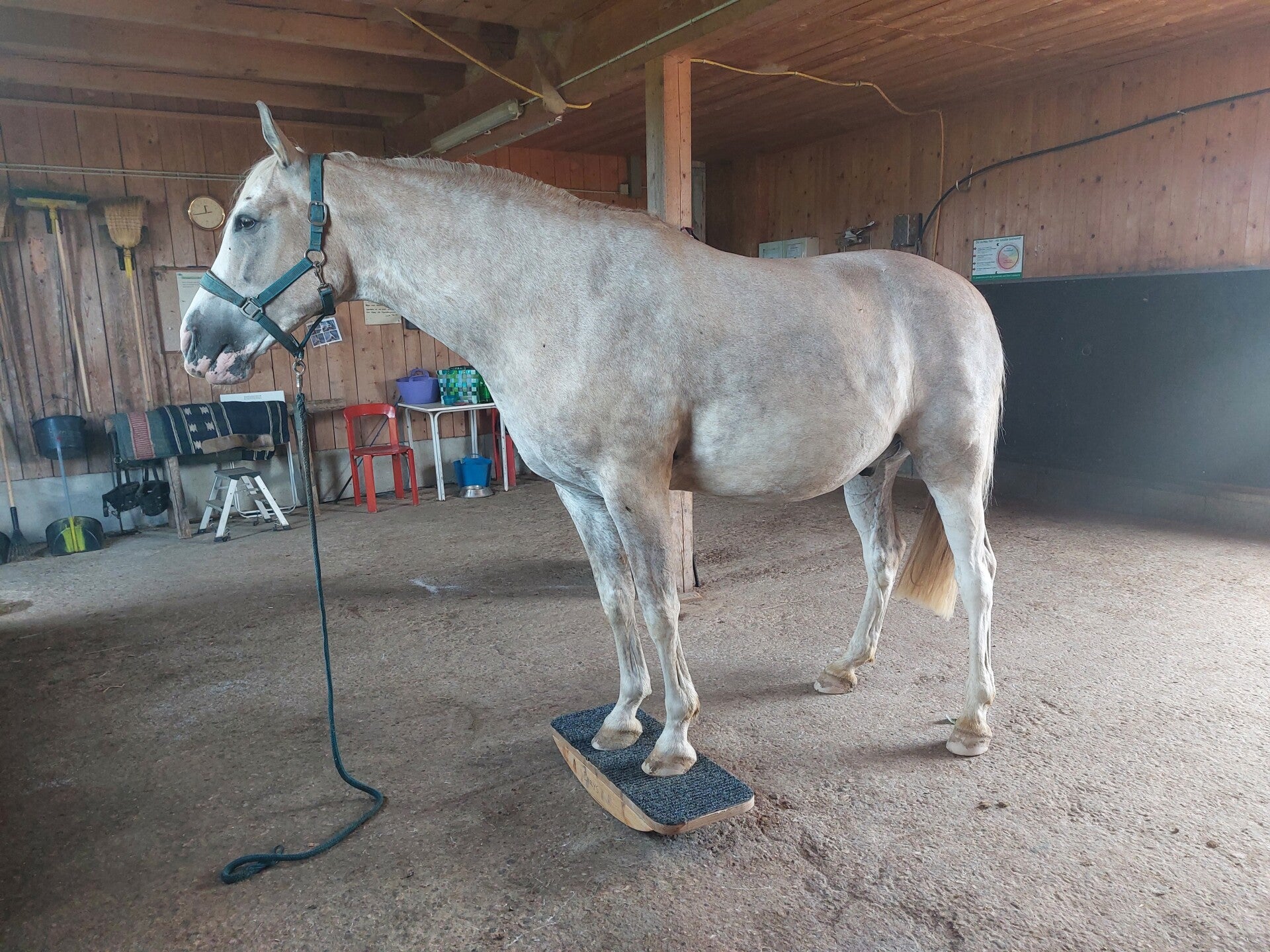Pferd wippt auf Zweibeinwippe als Gymnastik