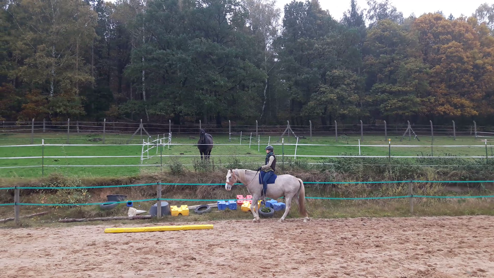 Jungpferd im Schritt auf dem Reitplatz beim Anreiten