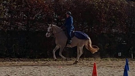 Pferd und Reiter in ausbalanciertem Galopp