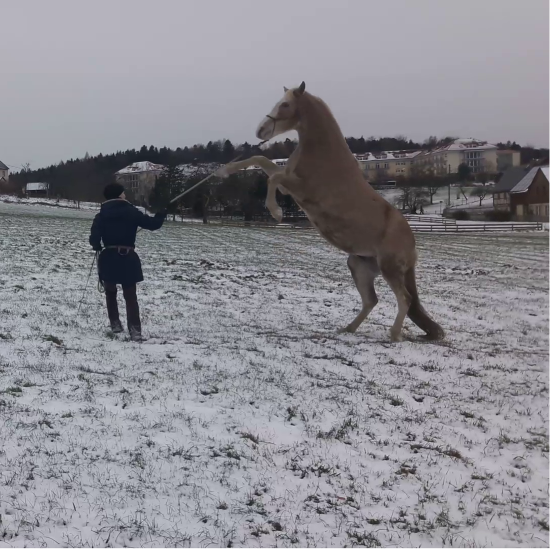 Problempferd beim Steigen