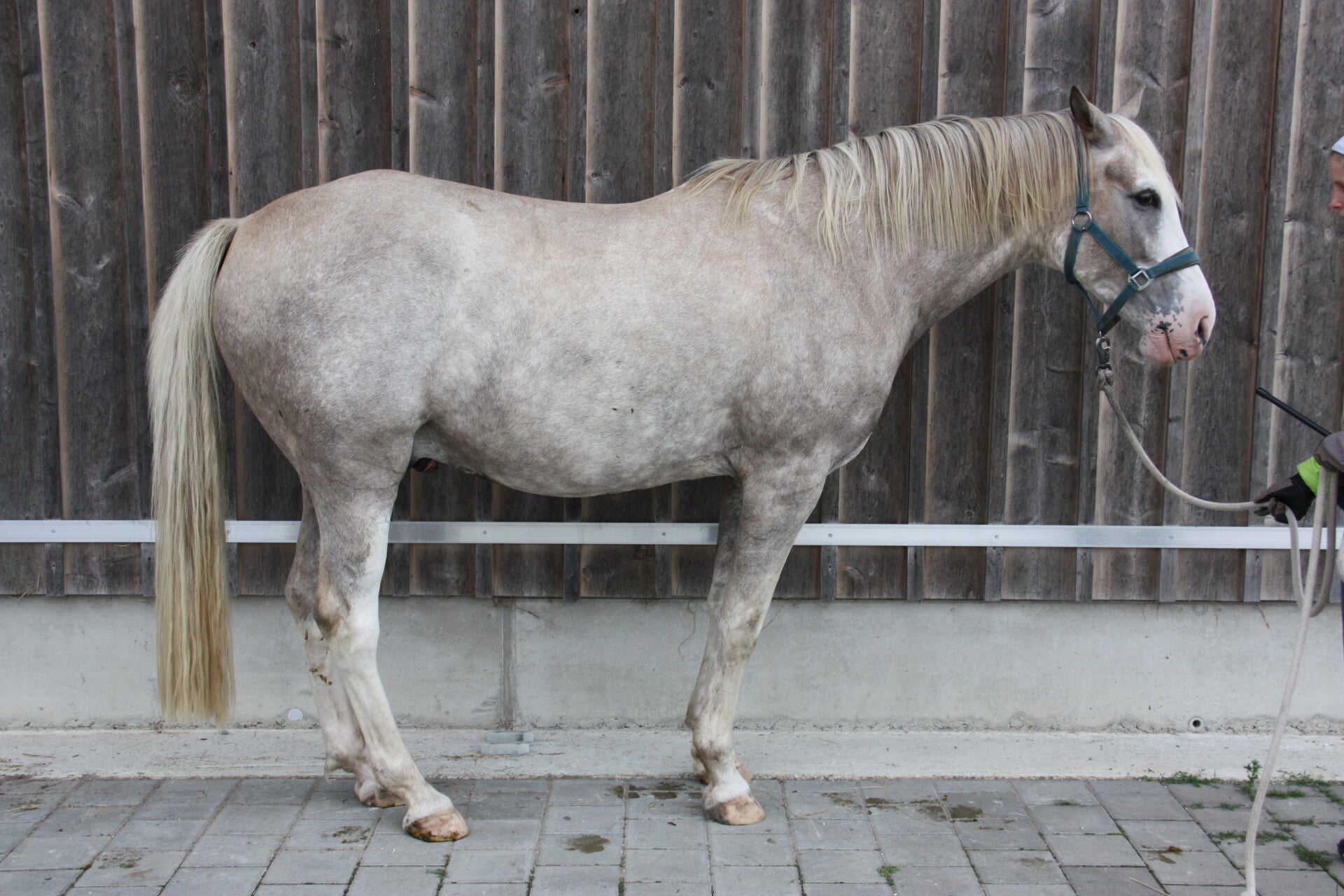 Reha-Pferd in Schonhaltung