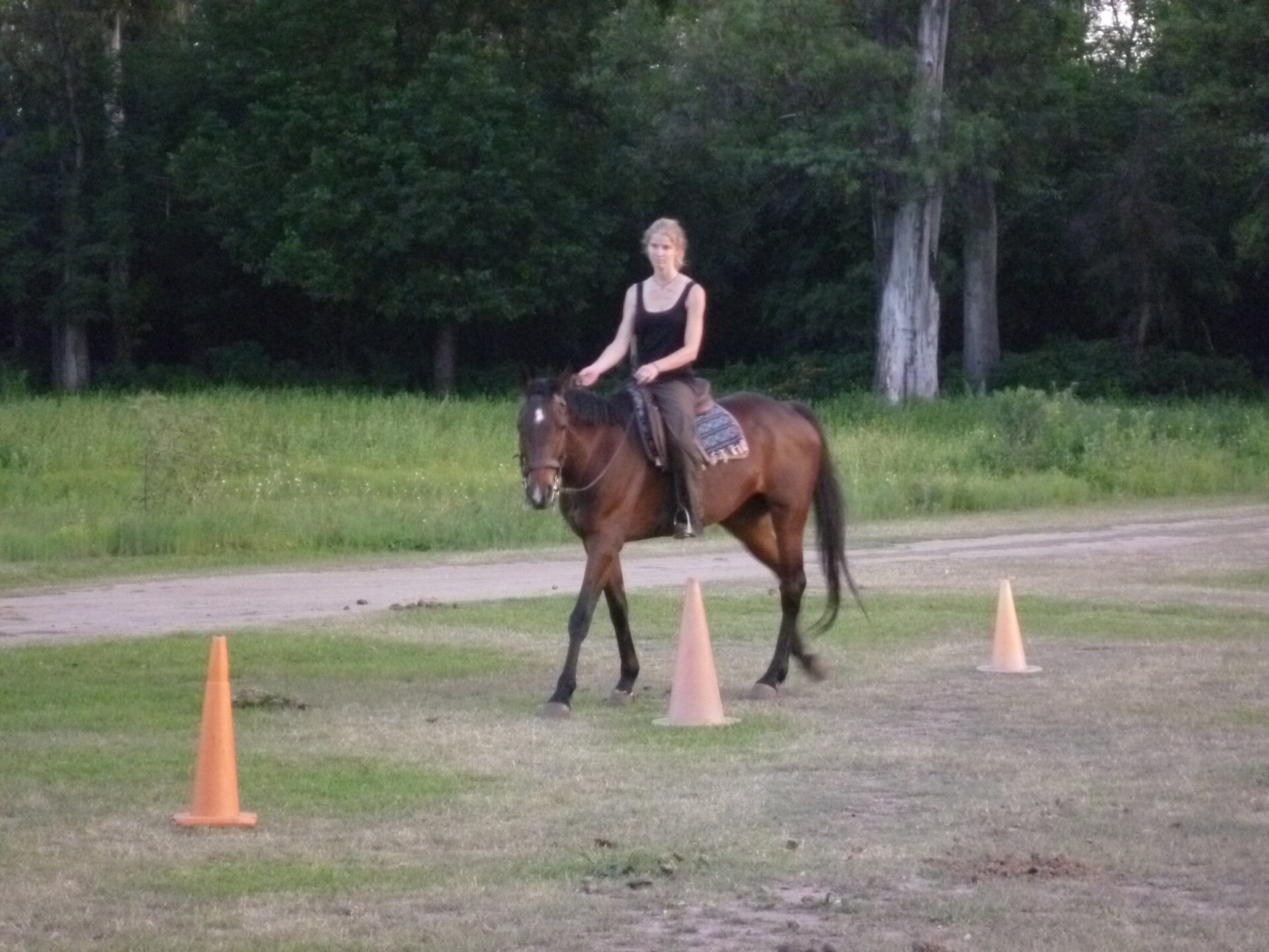 Jungpferd im Slalom bei der Konditionierung auf Reiterhilfen