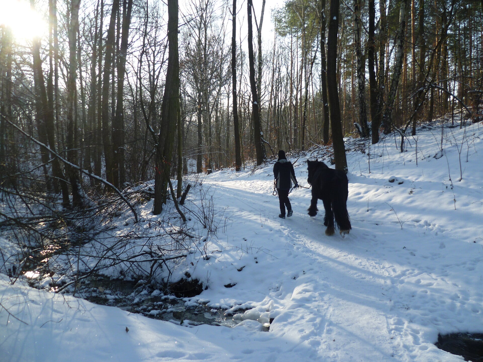 Spaziergang mit Jungpferd im Gelände